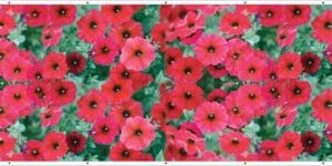 Maskownica na balkon 3 x 1 m -Kwiaty Surfinie - Baner Premium - Mocny !